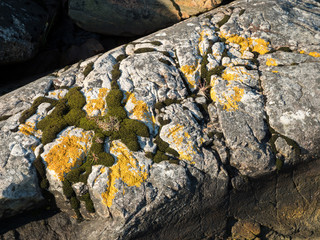 Green moss and yellow lichen