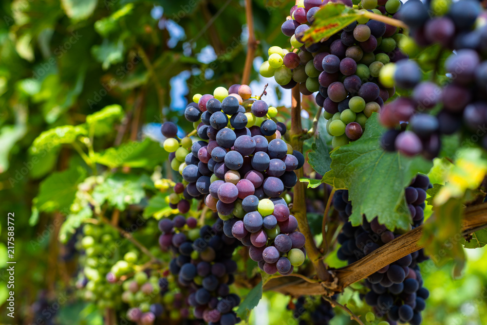 Wall mural ripening red grapes close-up on a vine plantation on a beautiful hot, sunny, summer day in western g