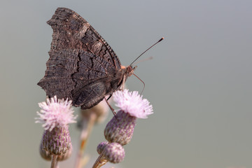 Butterfly on a flower in the nature