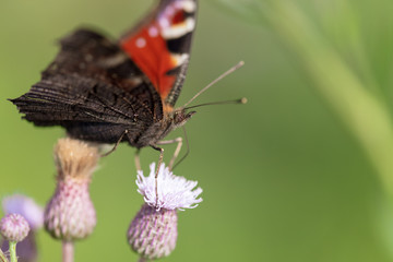 Butterfly on a flower in the nature