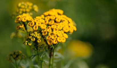 Yellow flowers on a plant in nature