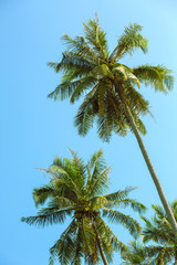Fototapeta na wymiar Coconut tree on sky background