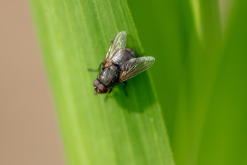 Fly on a green leaf in nature