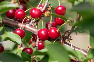 Red ripe cherry on a tree in summer