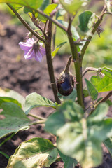 Small eggplants grow in the garden day