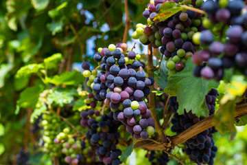 Ripening red grapes close-up on a vine plantation on a beautiful hot, sunny, summer day in western Germany. © Michal