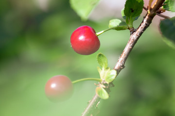 Red ripe cherry on a tree in summer