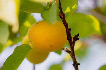 Yellow apricot on a tree branch in the afternoon
