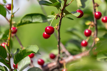 Obraz premium Red ripe cherry on a tree in summer