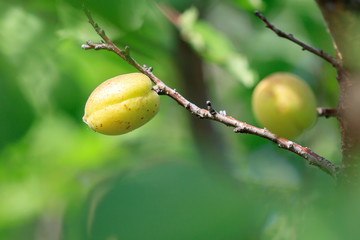 Yellow apricot on a tree branch in the afternoon