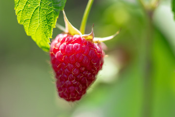 Red ripe raspberries in the garden