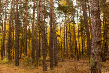 Obraz premium Trees in the forest in autumn as a background