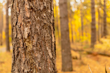 Trees in the forest in autumn as a background