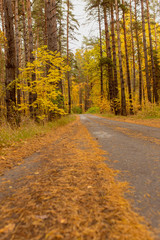 Obraz premium Road in the forest in autumn as a background