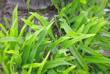 nature green leaf wall texture of the tropical forest plant