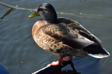 kaczka stojąca na sterze jachtu © Jacek