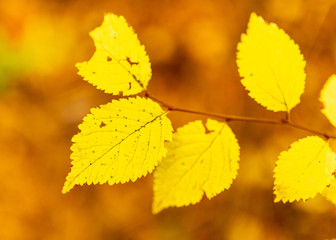 Leaves on a tree in autumn as a background
