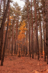 Trees in the forest in autumn as a background