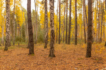 Trees in the forest in autumn as a background