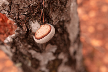 Inedible mushrooms on a tree in autumn