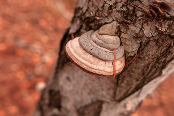 Fototapeta premium Inedible mushrooms on a tree in autumn