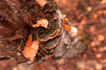 Inedible mushrooms on a tree in autumn
