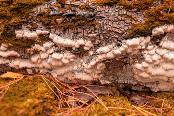 Inedible mushrooms on a tree in autumn