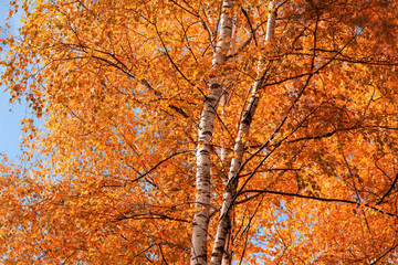 Obraz premium Red leaves on birch trees in autumn