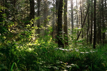 sunlight breaks through the tree branches in the dense wild forest