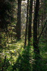 sunlight breaks through the tree branches in the dense wild forest