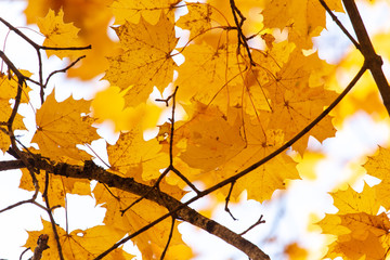 Leaves on a tree in autumn as a background