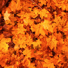 Leaves on the ground in autumn as a background