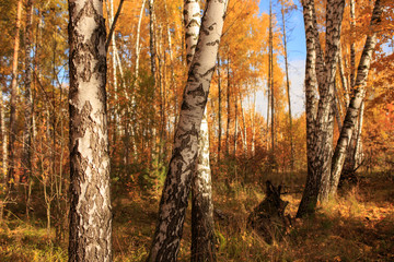 Fototapeta premium Birches in the forest in autumn as a background