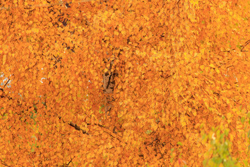 Leaves on a tree in autumn as a background