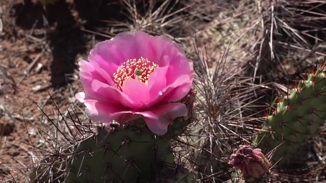 Flowering cactus plants, Pink flowers of Opuntia sp. (polyacantha) in Canyonlands National Park, Utha