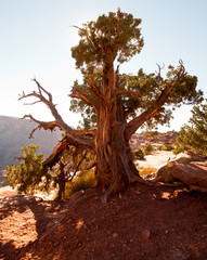 Scrub Tree, Canyonlands National Park