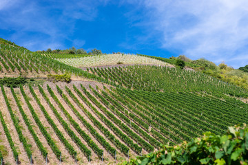 Fototapeta na wymiar Ripening grapes on a vine plantation on a beautiful hot, sunny, summer day in western Germany.