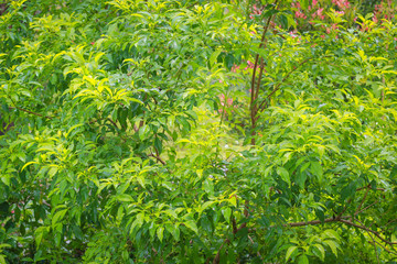 beautiful landscape nature in the morning. Green  plant and tree at rain forest mountain