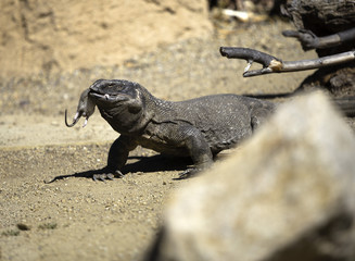 Komodo dragon eating