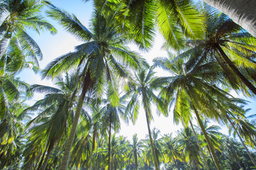 Coconut tree on sky background