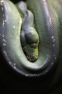 Green tree Python