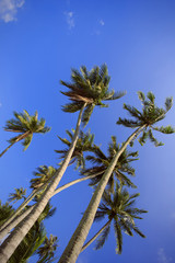 Coconut tree on sky background