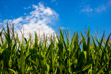 Farm Corn field with blue sky and white clouds