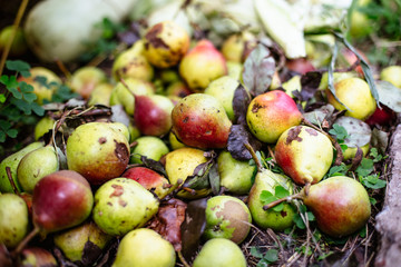 Rotten pears on the ground