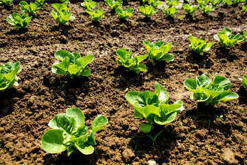 Growing lettuce for salad on brown nutricious soil on a farm land on the countryside