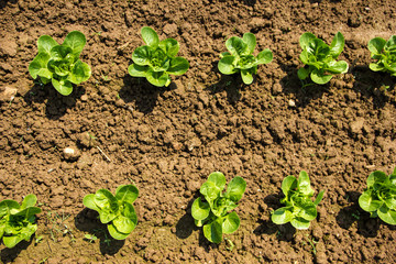 Growing lettuce for salad on brown nutricious soil on a farm land on the countryside