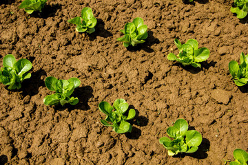 Growing lettuce for salad on brown nutricious soil on a farm land on the countryside