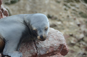 leone marino isole ballestas Perù