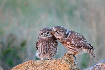 Rolgordijnen The little owl (Athene noctua) with his chick standing on a stone © Tatiana