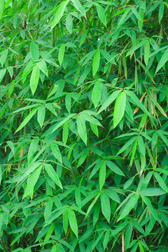 green leaves of bamboo leaves use as natural background